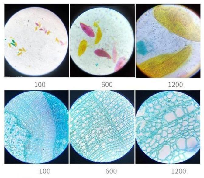 Professional 100X-1200X Microscope Biology Science Metal Kit - The Gadgets Emporium